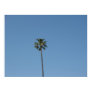 one palmtree
