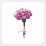 One Pink Carnation Sticker