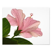 One Pink Hibiscus Photographic Print