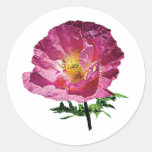 One Pink Poppy Sticker
