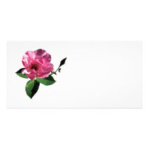 One Pink Rose with Bud photo cards