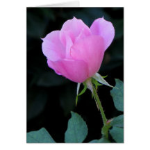 One Pink Rosebud Card