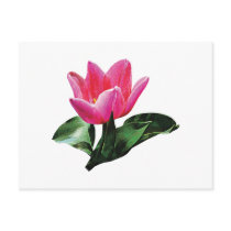 One Pink Tulip postcards