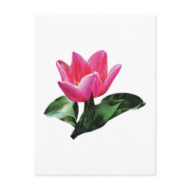 One Pink Tulip postcards