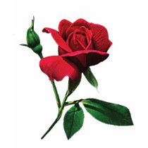 One Red Rosebud t-shirts