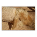 ONE SLEEPY SHEEP cards by bonnievoyage ONE SLEEPY SHEEP cards