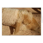 ONE SLEEPY SHEEP cards