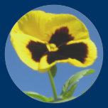 One Sun Pansy Sticker stickers