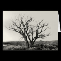 One Tree cards
