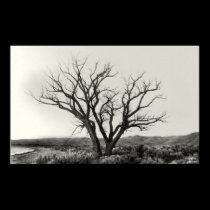 One tree posters