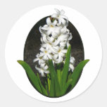 One White Hyacinth Stickers