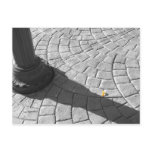one yellow petal post card