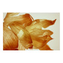 Onion Skin posters
