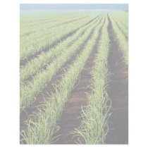 Onions, Grand Bend, Ontario, Canada at the Cornish Customized Letterhead