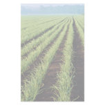 Onions, Grand Bend, Ontario, Canada at the Cornish Stationery Paper