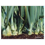 Onions, Grand Bend, Ontario, Canada flyers