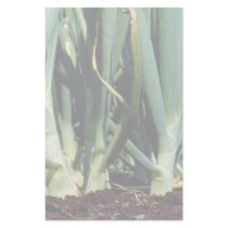 Onions, Grand Bend, Ontario, Canada Custom Stationery
