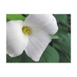 Ontario Trillium Floral Photo Postcard