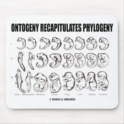 Ontogeny Recapitulates Phylogeny (Biology) Mousepad by wordsunwords