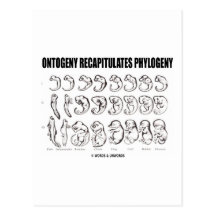 Ontogeny Recapitulates Phylogeny (Biology) Postcard