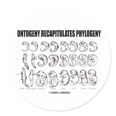 Showcase Ernest Haeckel's "ontogeny recapitulates phylogeny" theory with any of these historical biology attitude gifts! Haeckel's recapitulation theory Showcase Ernest Haeckel's "ontogeny recapitulates phylogeny" theory with any of these historical biology attitude gifts! Haeckel's recapitulation theory