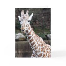 Oooh, somebody's getting older! cards