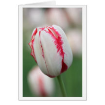 open fire greeting card