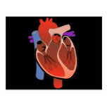 Open Hearted Post Cards