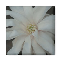 Open Magnolia Centennial Bloom magnets