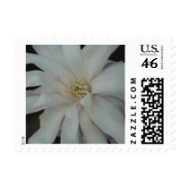 Open Magnolia Centennial  Bloom postage