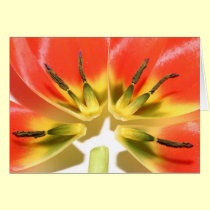 Open re-constructed red tulip cards