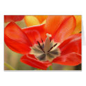 Open Tulip cards by peterspooner Open Tulip cards