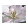 open tulip postcards
