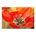 Open Tulip posters by peterspooner Open Tulip posters
