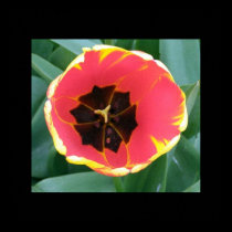 Open Tulip posters by kimberlyrex Open Tulip posters