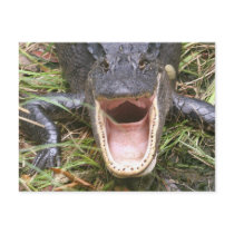 Open Wide! Florida Alligator Post Cards