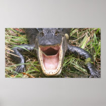 Open Wide! Florida Alligator Posters