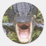 Open Wide! Florida Alligator Sticker