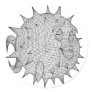OpenBSD Round Stickers OpenBSD Round Stickers