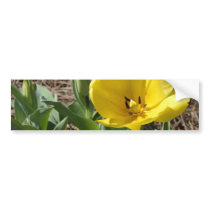 Opened Yellow Daffodil Bumper Sticker