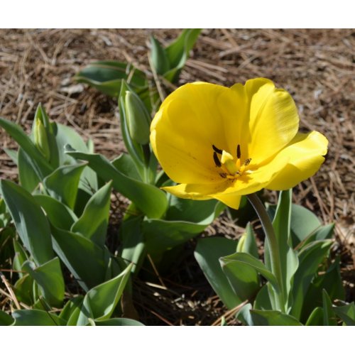 Opened Yellow Daffodil mousepad