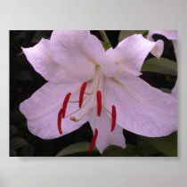 Opening Print