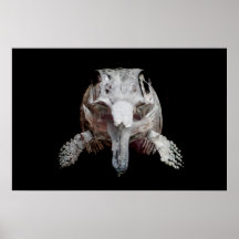 Ophthalmosaurus Poster