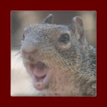 Opinionated Squirrel Magnet