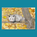 Opossum  Poster posters