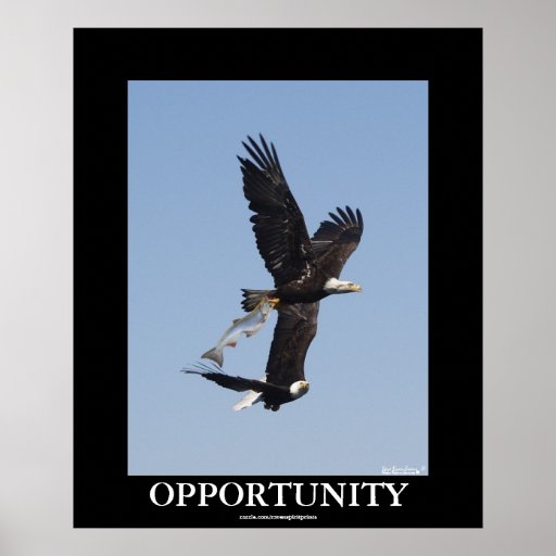 Opportunity Bald Eagles Motivational Photo Poster