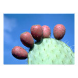 Opuntia megacantha (prickly pear) Desert Custom Invite