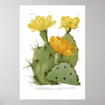 Opuntias Poster