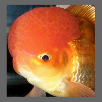 Oranda goldfish photo print