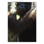 orang utan in Borneo Card orang utan in Borneo Card